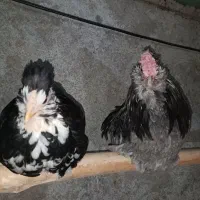 مرغ و خروس گلین فول|حیوانات مزرعه|نیریز, |دیوار