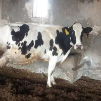 به یک کارگر تمام وقت جهت کا در دامداری