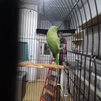 ملنگو   مولد و مرغ عشق (گرینچیک و خورشیدی)