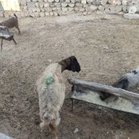 گوسفند میش بره بز