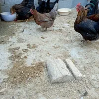 مرغ جوان به شرط