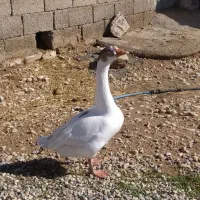 غاز|حیوانات مزرعه|دوگنبدان, |دیوار