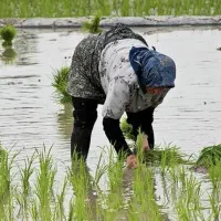400 کیلو برنج اصل طارم( از کشاورز بدون واسطه)