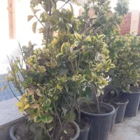 شمشاد طلایی|گل و گیاه طبیعی|گلبهار, شهر جدید گلبهار|دیوار