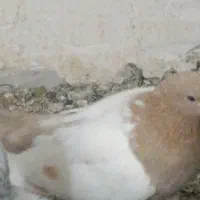 ماده سینه زرد