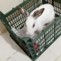 خرگوش|موش و خرگوش|پرند, فاز ۶|دیوار