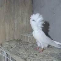 سوپر شامپیون