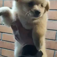 سگ پامر خرسی جیبی