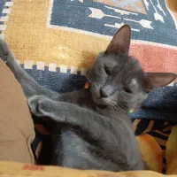 واگذاری گربه ماده  خانگی ۶ماهه