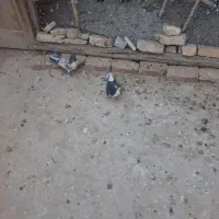 کبوتر اصفهانی وزاجر