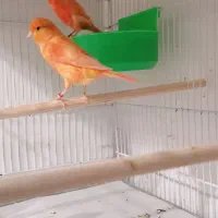 تخم نطفه دار قناری و جوجه یک و دو روزه