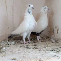 کفتر پرشی|پرنده|ساوه, |دیوار