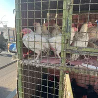 خروس مشکی و مرغ سفید قربانی و چشم نظر ارسال درب من|حیوانات مزرعه|تهران, امیریه|دیوار