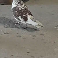 تعدای کفتر گمشده