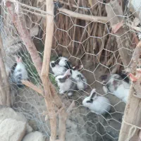 سلام با عرض ادب و احترام دونه ۱۰۰ هزار تومان