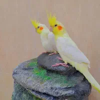 فروش عروس هلندی