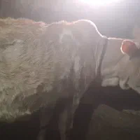 گوساله چاق
