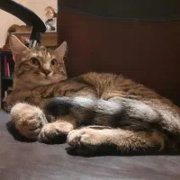 واگذاری گربه DLH|گربه|سنندج, |دیوار