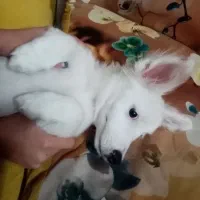 سگ بازیگوش|سگ|نیشابور, دارایی|دیوار