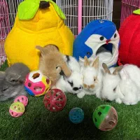 خرگوش مینی لوپ|موش و خرگوش|قائم‌شهر, |دیوار