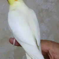 گمشده عروس هلندی لیتایو