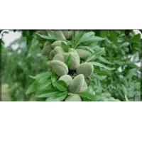 بادام سبز