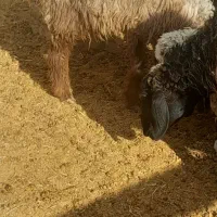 بره وکهره  بز چاق|حیوانات مزرعه|مرودشت, ده بید|دیوار