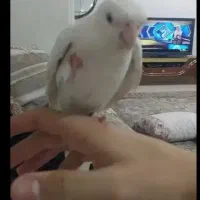 عروس هلندی آلبینو