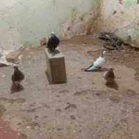 ۴عددکبوتر