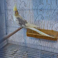 عروس هلندی دوکت لوتینو جفت با تخم و جوجه|پرنده|مشهد, شهرک مهرگان|دیوار