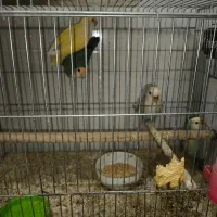 جفت کوتوله برزیلی با جوجه(نی ریز)