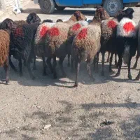 میش،کاور،بره ماده