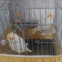 یک جفت عروس هلندی