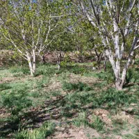 زمین کشاورزی در شوراب صغیر|فروش زمین و ملک کلنگی|شهرکرد, |دیوار