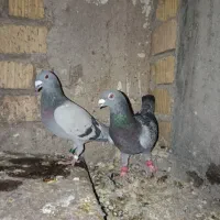 کبوتر پلاکی