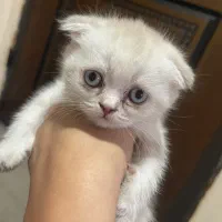 گربه بلو پوینت اصیل