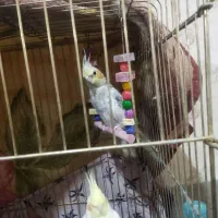 عروس هلندی|پرنده|قیدار, |دیوار