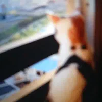 واگذاری گربه خانگی