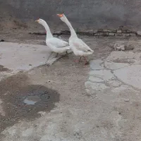 قو‌غاز‌اکراینی‌