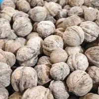 گردو کاغذی محلی