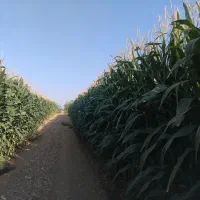ذرت علوفه چاپر