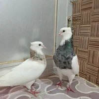 طوقی الماسی