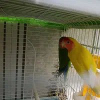 طوطی برزیلی