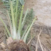 پاجوش و دمیت کبکاب . قصب . شهاوی