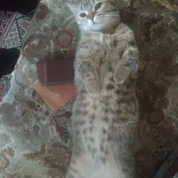 گربه اسکاتیش بریتیش