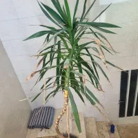 یوکا دومتری|گل و گیاه طبیعی|نجفآباد, باغ نو|دیوار