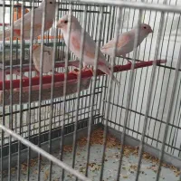 قناری ماده موزاییکی سرخ اورجینال|پرنده|کرمانشاه, |دیوار