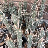 کاکتوس آناناسی|گل و گیاه طبیعی|کاشان, امیرکبیر|دیوار