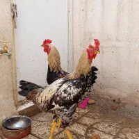 خروس دورگه هیکل