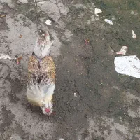 مرغ و خروس نژاد دار